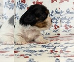 Small #5 Cavalier King Charles Spaniel