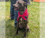 Small #2 Mountain Cur-Whippet Mix