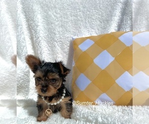 Yorkshire Terrier Puppy for sale in WEBSTER, FL, USA