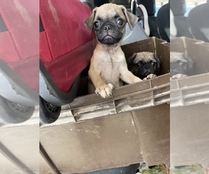 Pug Puppy for sale in STKN, CA, USA