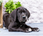 Small #10 Great Dane