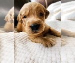 Small Photo #29 Goldendoodle Puppy For Sale in WOODLAND, AL, USA