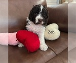 Puppy Zeb Springerdoodle