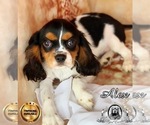 Small Photo #7 Cavalier King Charles Spaniel Puppy For Sale in MIAMI, FL, USA