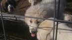 Small Photo #6 Anatolian Shepherd-Great Pyrenees Mix Puppy For Sale in CALVIN, OK, USA