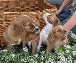 Small #5 Cavalier King Charles Spaniel