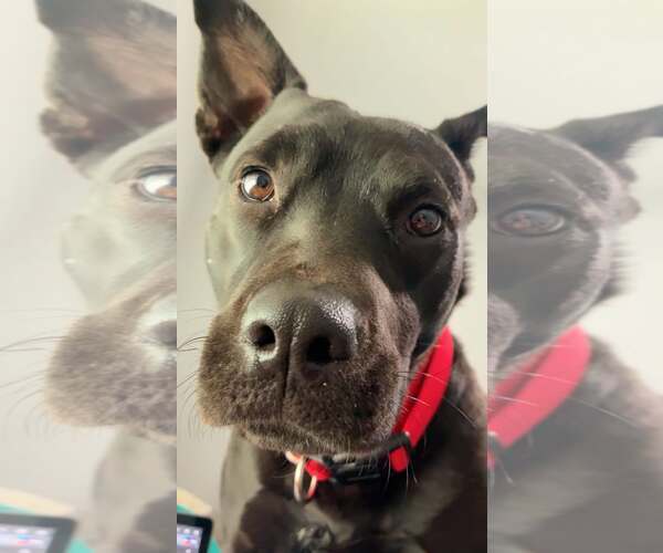 Medium Photo #3 Australian Kelpie-Unknown Mix Puppy For Sale in phoenix, AZ, USA