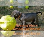 Small #9 American Pit Bull Terrier