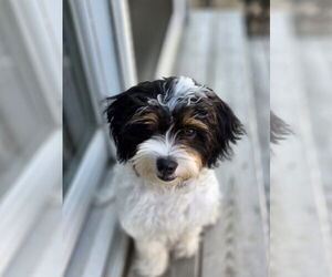 Japanese Chin-Unknown Mix Dogs for adoption in St. Louis Park, MN, USA