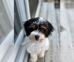 Small Japanese Chin Mix