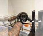 Small #50 Cane Corso-Saint Bernard Mix
