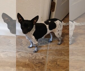 Chihuahua-Unknown Mix Dogs for adoption in Eastman, GA, USA