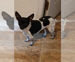 Small Chihuahua Mix
