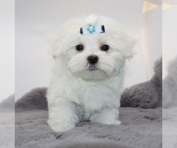 Medium Photo #1 Maltese Puppy For Sale in LOS ANGELES, CA, USA