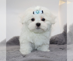 Maltese Puppy for sale in LOS ANGELES, CA, USA