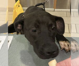 American Pit Bull Terrier-Unknown Mix Dogs for adoption in Virginia Beach, VA, USA