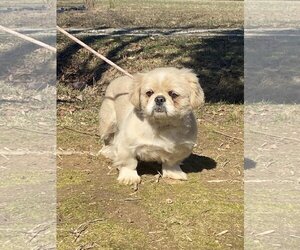 Pekingese Dogs for adoption in HOPKINSVILLE/PRINCETON, KY, NH, USA