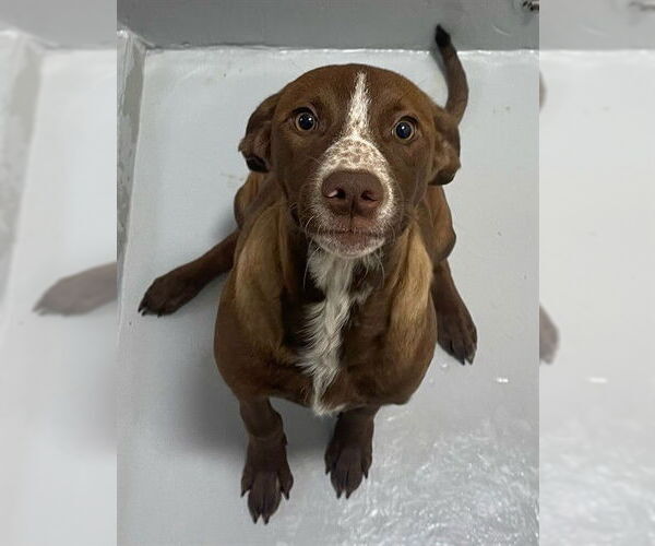 Medium Photo #2 Pointer-Unknown Mix Puppy For Sale in Augusta, GA, USA