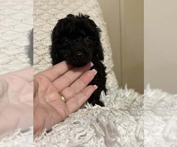 Medium Photo #1 Poodle (Toy) Puppy For Sale in DUNNELLON, FL, USA