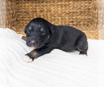 Small Photo #6 Australian Shepherd Puppy For Sale in UNIONVILLE, IA, USA