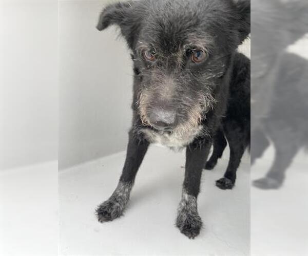 Medium Photo #1 Mutt Puppy For Sale in Houston, TX, USA