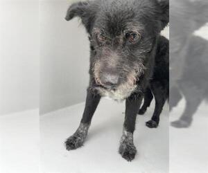 Mutt Dogs for adoption in Houston, TX, USA