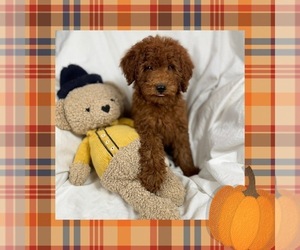 Goldendoodle (Miniature) Puppy for Sale in LOS ANGELES, California USA