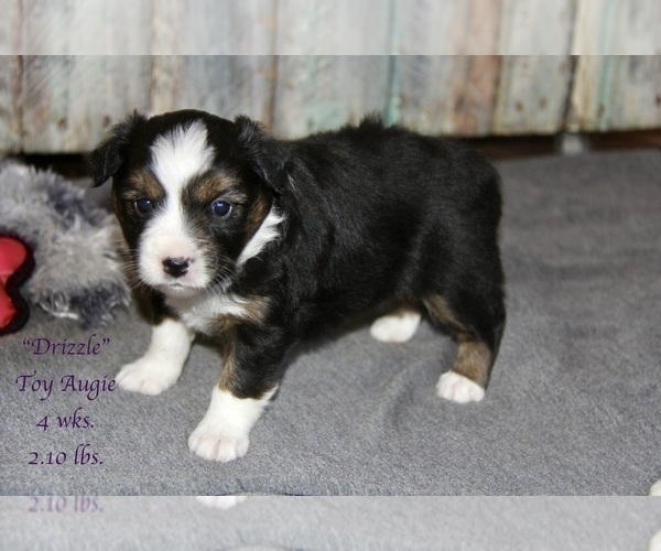 Medium Photo #14 Aussie-Corgi Puppy For Sale in LIND, WA, USA
