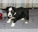 Small Photo #14 Aussie-Corgi Puppy For Sale in LIND, WA, USA