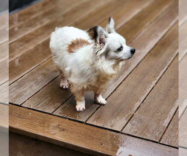 Medium Photo #2 Papillon Puppy For Sale in Arlington, WA, USA