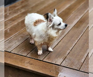 Patrick A senior Papillon mix male - Male Papillon Dog for Adoption - Photo #2