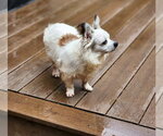 Small Photo #2 Papillon Puppy For Sale in Arlington, WA, USA