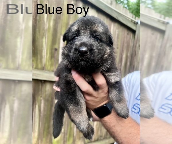 Medium Photo #4 German Shepherd Dog Puppy For Sale in BRANDON, MS, USA