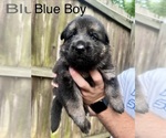 Small #3 German Shepherd Dog
