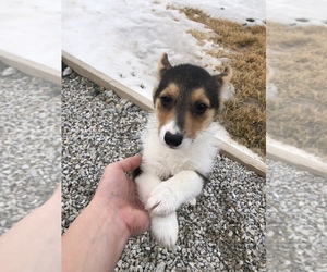 Pembroke Welsh Corgi Puppy for sale in ARTHUR, IL, USA
