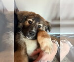 Small Great Pyrenees Mix