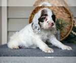 Small #4 Cocker Spaniel