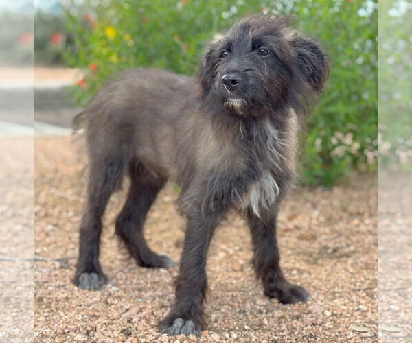 Medium Photo #3 Mutt Puppy For Sale in PIPE CREEK, TX, USA