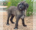 Small #2 Mutt
