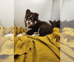 Pomsky Puppy for sale in KANSAS CITY, KS, USA