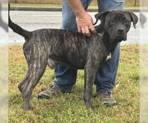 DA 13 Sonny - Male Mastiff-Unknown Mix Dog for Adoption - Photo #4