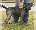 Small Photo #4 Mastiff-Unknown Mix Puppy For Sale in Glen Allen, VA, USA