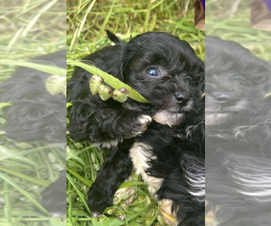 Maltipoo Puppy for sale in VENETA, OR, USA