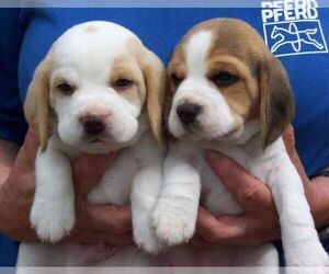 Beagle Puppy for sale in ATLANTA, GA, USA