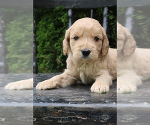 Goldador Doodle Puppy for sale in CAPON BRIDGE, WV, USA