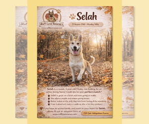 Siberian Husky-Unknown Mix Dogs for adoption in Thomasville, NC, USA