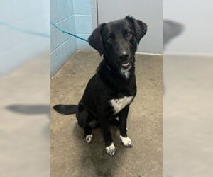 Borador Dogs for adoption in Evansville, IN, USA