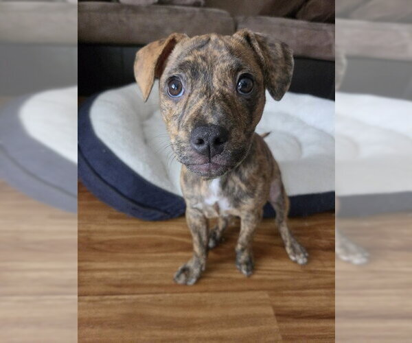 Medium Photo #1 Mutt Puppy For Sale in Fremont, CA, USA