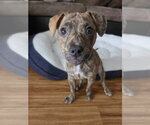 Small Mutt