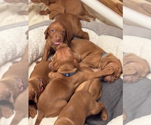 Vizsla Puppy for sale in SHEPHERDSVILLE, KY, USA